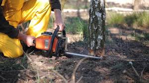Best Fruit Tree Pruning  in Sahuarita, AZ