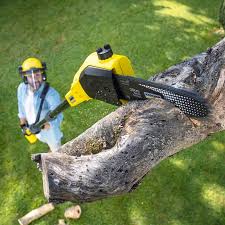 Best Landscape Design and Installation  in Sahuarita, AZ