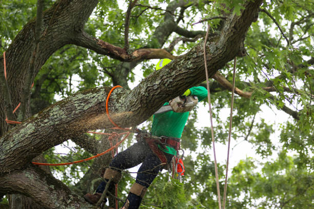 Best Tree Risk Assessment  in Sahuarita, AZ