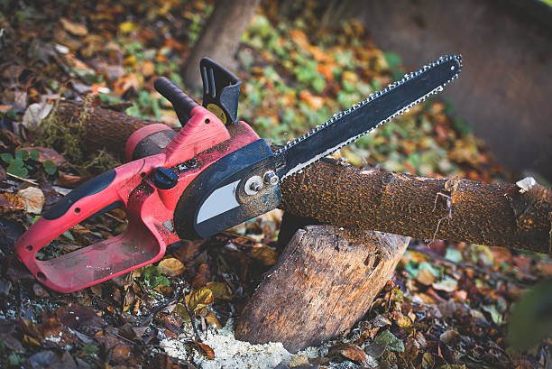 Best Hedge Trimming  in Sahuarita, AZ
