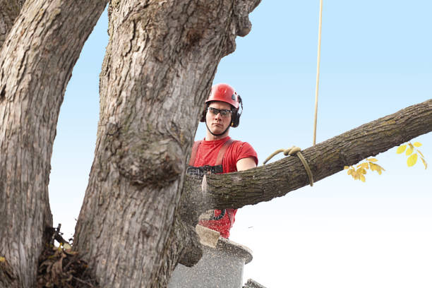 Best Lot and Land Clearing  in Sahuarita, AZ